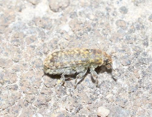 Réf. 284 404 : Rhinocyllus conicus